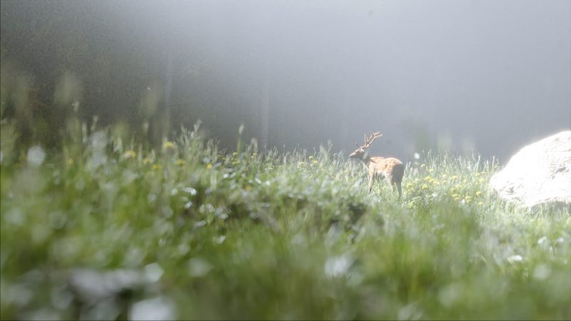 Stag Amidst Nature Blender 3D
