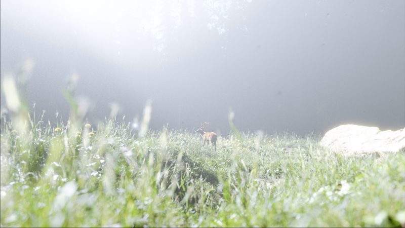Stag Amidst Nature Blender 3D