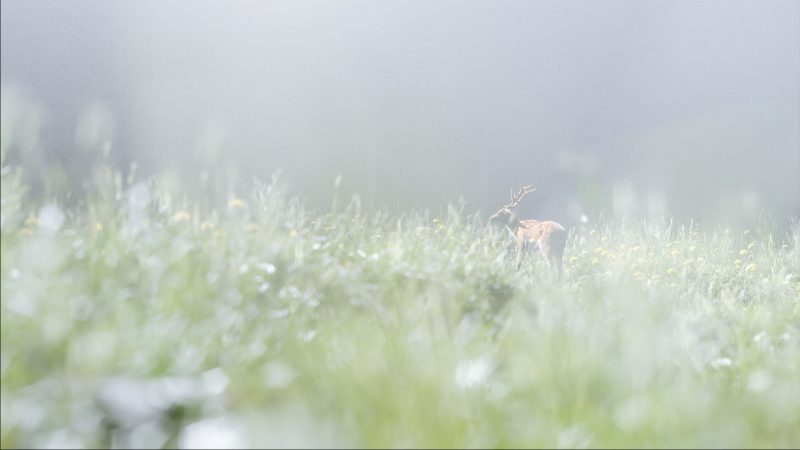 Stag Amidst Nature Blender 3D