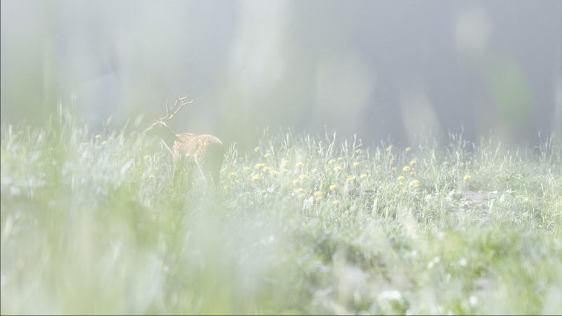 Stag Amidst Nature Blender 3D